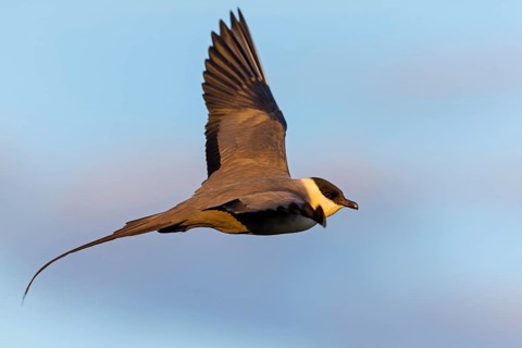 Long-tailed Skua, (Stercorarius longicaudus), animals, birds, gull, family of skuas, lateral flight