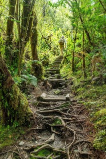 A man climbs up a wooden staircase via a path full of roots while hiking in the jungle,