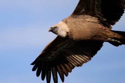 A majestic griffon vulture flying effortlessly through a clear blue sky in Alicante, Spain Its