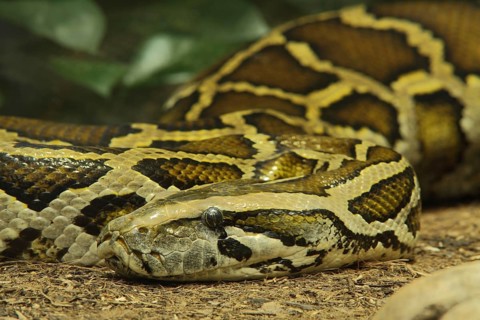 Tiger python (Python molurus), captive