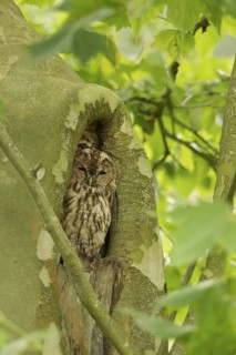 Tawny Owl (Strix aluco), Rhineland-Palatinate, Germany