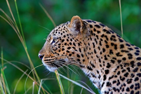 Leopard (Panthera pardus), Zambia