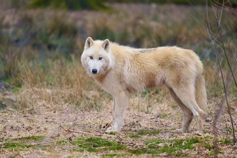 White wolf looking attentively into the camera, standing still in the forest, Arctic wolf (Canis