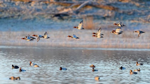 Common Pochard (Aythya ferina), flying flock, Lower Rhine, North Rhine-Westphalia, Germany