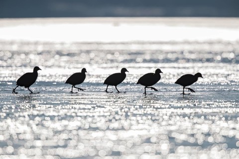 Eurasian Coot (Fulica atra) group walking on ice, Bavaria, Germany