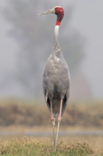 Sarus Crane (Antigone antigone), Keoladeo National Park, India
