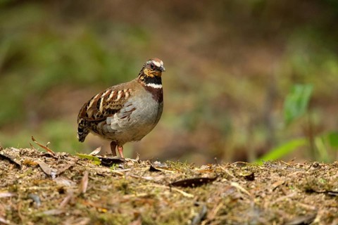 White-necklaced Partridge (Arborophila gingica) perched on the ground, Fujian, China