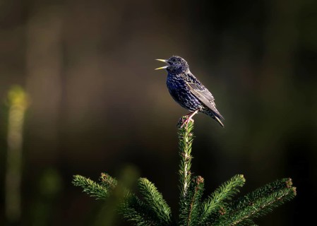 Starling (Sturnus vulgaris), sitting on the top of a fir tree, Zurich, Switzerland