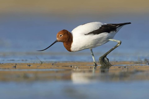 Red-necked Avocet (Recurvirostra novaehollandiae), Victoria, Australia