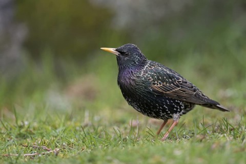 Common Starling (Sturnus vulgaris) on ground, Sweden