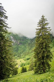 A serene view of Switzerland, showcasing a lush green valley framed by tall conifer trees Mist