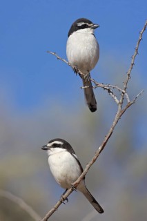 Southern Fiscal (Lanius collaris), Northern Cape, South Africa