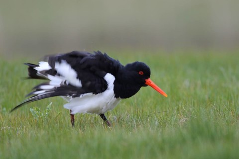 Eurasian Oystercatcher (Haematopus ostralegus), Texel, Netherlands