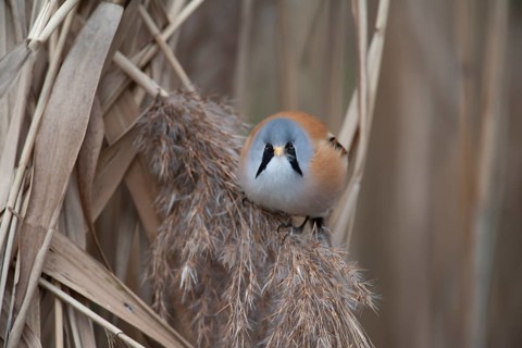 Bearded tit or reedling (Panurus biarmicus) adult male bird on the edge of a reedbed, Norfolk,
