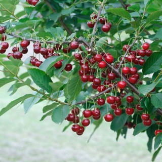 Sour cherry, sour cherry (Prunus cerasus 'Gerema'), Germany
