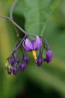 Bittersweet nightshade (Solanum dulcamara), bitter nightshade, blue bindweed, purple flower, woody