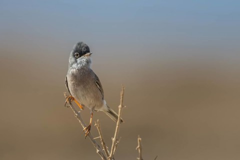 Spectacled Warbler (Sylvia conspicillata) male, Fuerteventura, Spain
