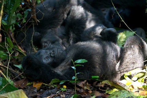 Mountain Gorilla (Gorilla beringei beringei) sub-adult male lying down, Bwindi Impenetrable