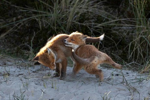 The wild scuffles between the red fox pups (Vulpes vulpes) sometimes really get down to business,