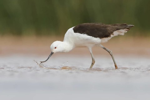 Andean Avocet (Recurvirostra andina) in a wetland in Bolivia, South America