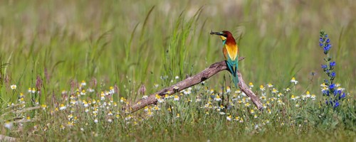 Bee-eater, (Merops apiaster), perch, Tiszaalp-r, Kiskuns-gi National Park, B-cs-Kiskun, Hungary