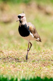 A close-up of a Southern Lapwing, Vanellus chilensis, with striking black and white plumage and