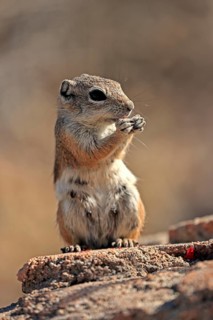 Antelope gopher, (Ammospermophilus harrisii), adult, on tree, foraging, Sonoran Desert, Arizona,