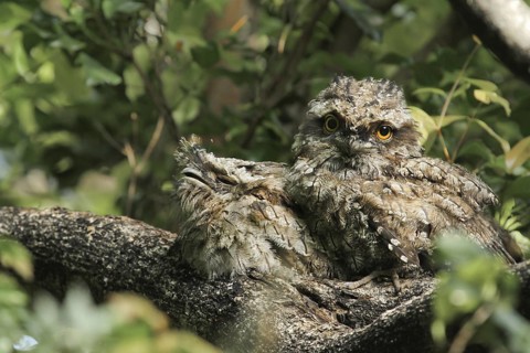 Tawny Frogmouth (Podargus strigoides) juvenile, Queensland, Australia