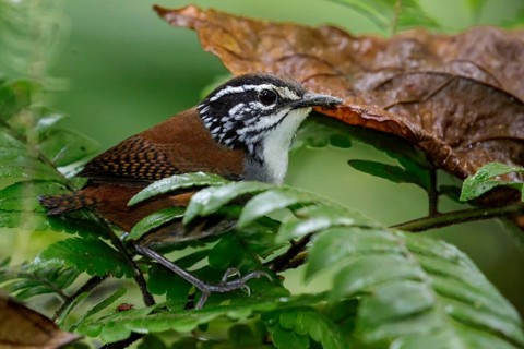 White-breasted Wood Wren (Henicorhina leucosticta) perched on a branch in Costa Rica