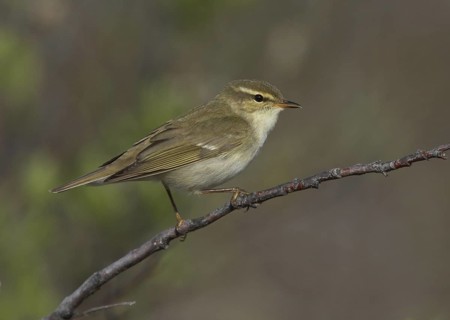 Arctic Warbler (Phylloscopus borealis), Alaska, USA