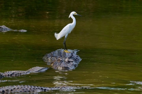 A white heron stands on a crocodile in the water and observes the surroundings, Great Egret