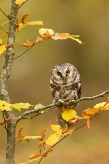 Boreal Owl (Aegolius funereus) captive, Baden-Wuerttemberg, Germany