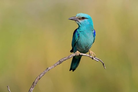 Roller, Almond Crow, (Coracias garrulus), animals, birds, raptors, raptor family, perch, biotope,