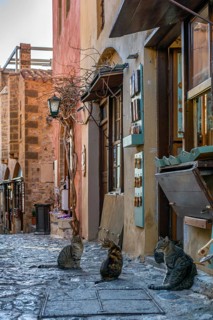 A charming cobblestone street in Monemvasia, Greece, with stray cats sitting near traditional shops