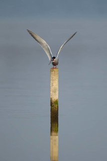 Common tern (Sterna hirundo) adult bird on a wooden post carrying a fish in its beak in the summer,