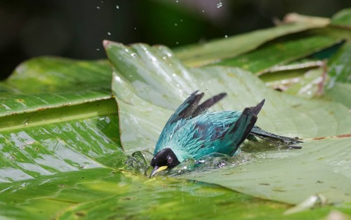 Green Honeycreeper bathing - Asa Wright Nature Center, Trinidad