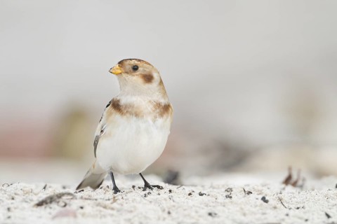 Snow Bunting - Schneeammer - Plectrophenax nivalis ssp. nivalis, Germany