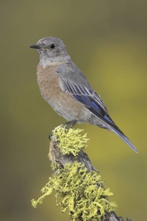 Western Bluebird (Sialia mexicana) female, Oregon, USA