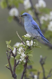 Mountain Bluebird (Sialia currucoides), Alberta, Canada