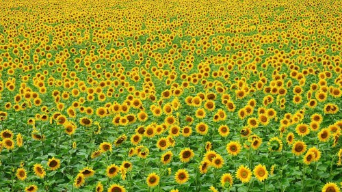 Panoramic view over a large bright sunflower field (helianthus annuus) with yellow blossoms, vivid,