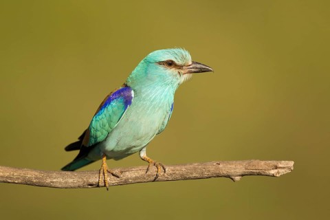 European Roller (Coracias garrulus) male perched on a branch, Serbia