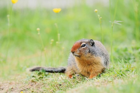 Columbia ground squirrel (Urocitellus columbianus, Spermophilus columbianus), Yoho National Park,
