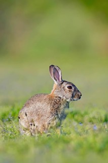 European rabbit, common rabbit (Oryctolagus cuniculus) sitting in meadow in spring