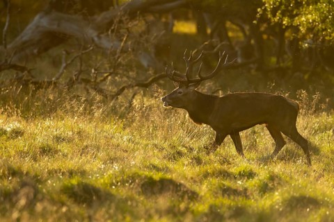 Red deer (Cervus elaphus) in rut, Klamptenborg, Copenhagen, Denmark