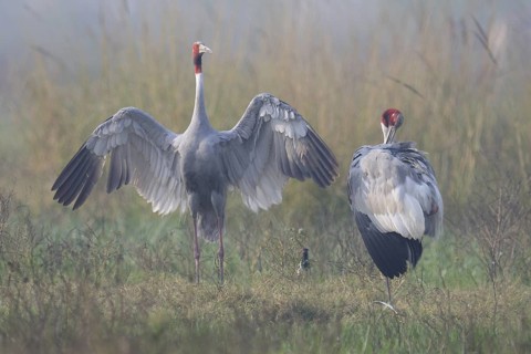 Sarus Crane (Antigone antigone), Keoladeo National Park, India
