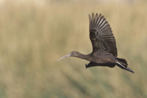 Puna Ibis (Plegadis ridgwayi) in flight in Bolivia, South America