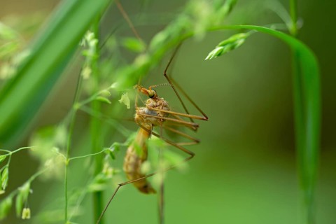 Meadow snake (Tipula paludosa), meadow, legs, sunlight, The snake sits hidden in the grass and is