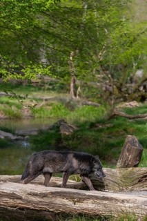 One Timberwolf, Canis lupus lycaon, walking over a fallen tree to cross a creek. Trees, creek and