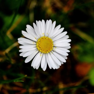 Daisy (Bellis perennis) Close-up of a flower in a meadow, Wilnsdorf, North Rhine-Westphalia,
