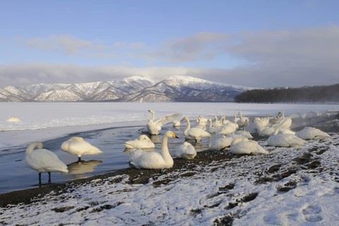 Whooper Swan (Cygnus cygnus), Hokkaido, Japan